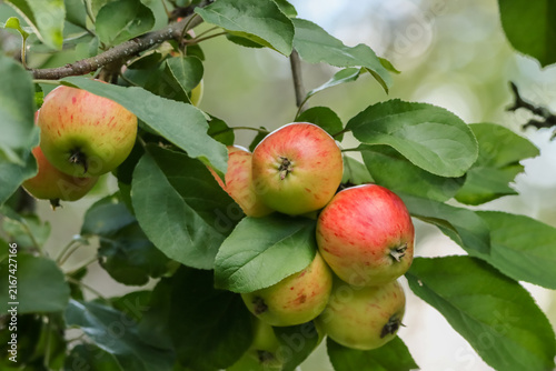 Fotografie The cultivated apple (Malus domestica) is one of the most common fruit trees in the world