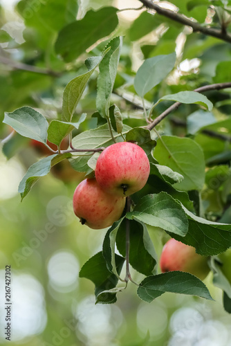 Принти на полотні The cultivated apple (Malus domestica) is one of the most common fruit trees in the world