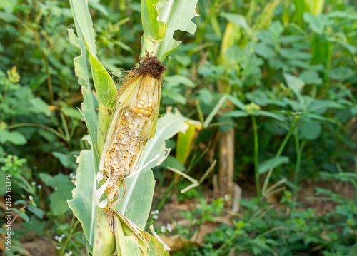 Fotografie Damaged corn cob (Zea mays) eaten by rat pests (Rattus) in a farm field