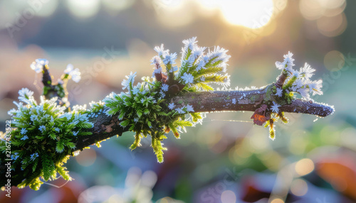 Frozen mossy branch with delicate ice crystals glowing in winter sunlight