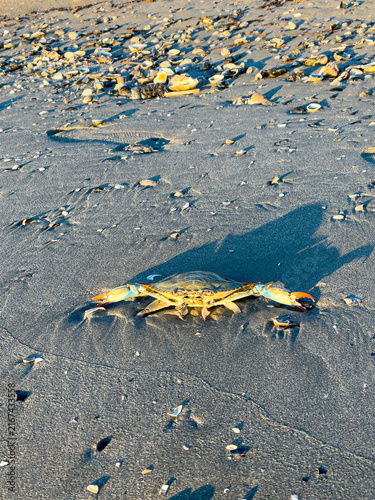 Canvastavla A blue crab with orange-tipped claws resting on a wet sandy beach littered with scattered seashells under warm sunlight