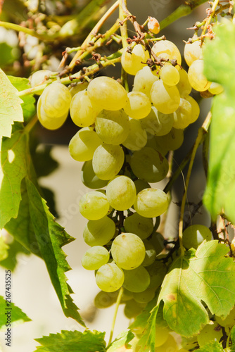 Foto Ripe grapes in a vineyard for the production of brandy