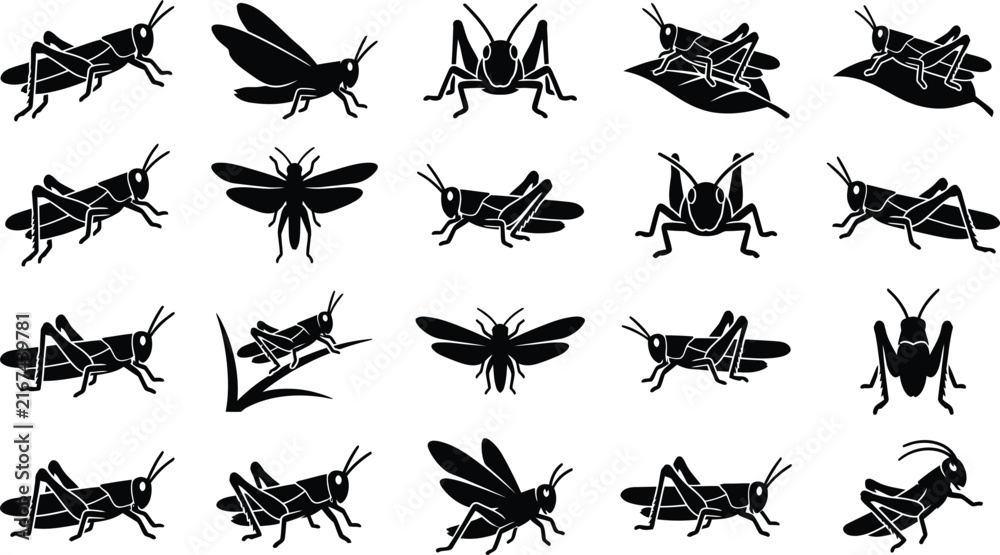 Fototapeta premium Detailed black silhouettes of grasshoppers showing different life stages and positions isolated on a white background, for educational use
