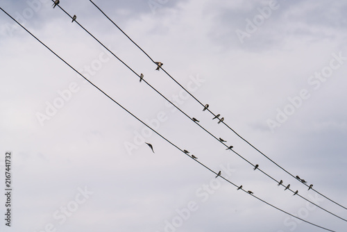 swallow on wire