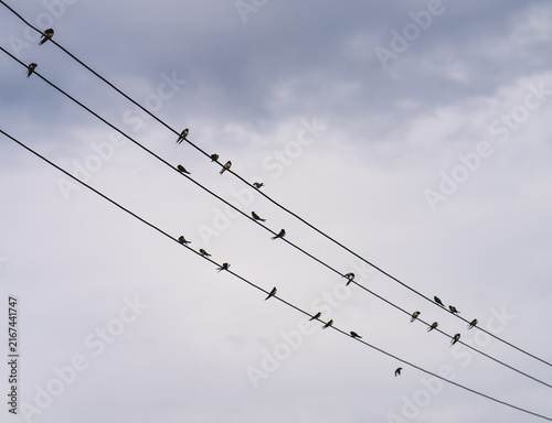swallow on wire