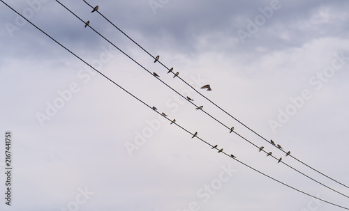 swallow on wire