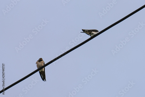 swallow on wire