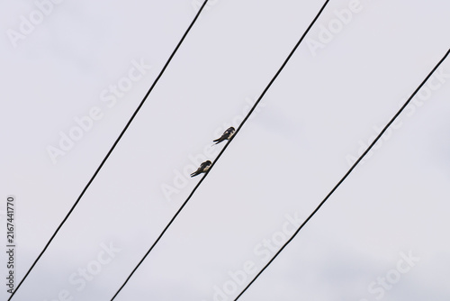 swallow on wire
