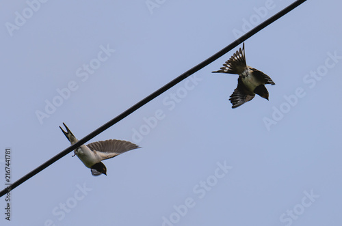 swallow on wire