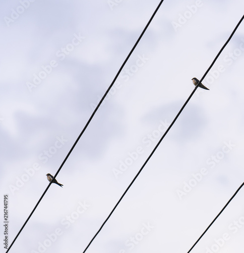 swallow on wire