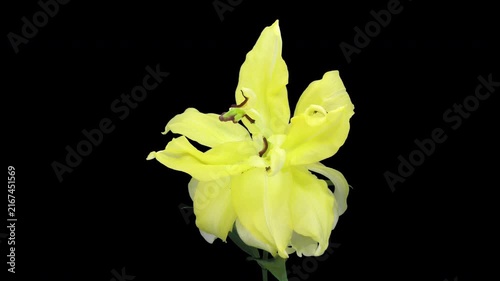 4K time lapse of a yellow double-flowered lily wilting, fading and closing, isolated on a black background. The cut flower gradually ages, droops and withers.
