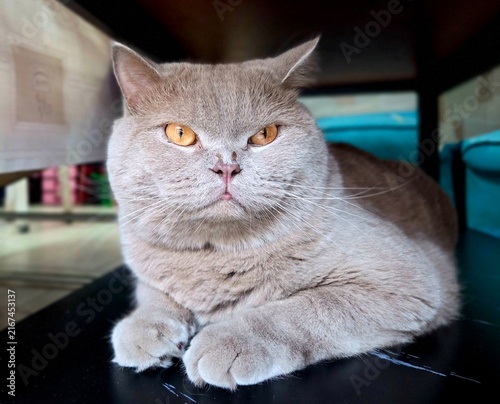 Принти на полотні Majestic Feline: A British Shorthair cat with striking amber eyes and plush lilac fur poses with regal composure, its distinctive round face and sturdy build conveying a sense of quiet dignity