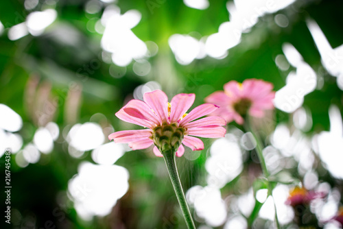 Close up pink flower and blur green nature background
