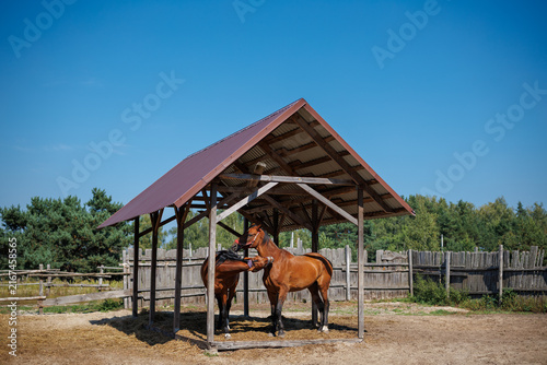 Two brown horses stand together under a wooden shelter inside a paddock on a sunny day