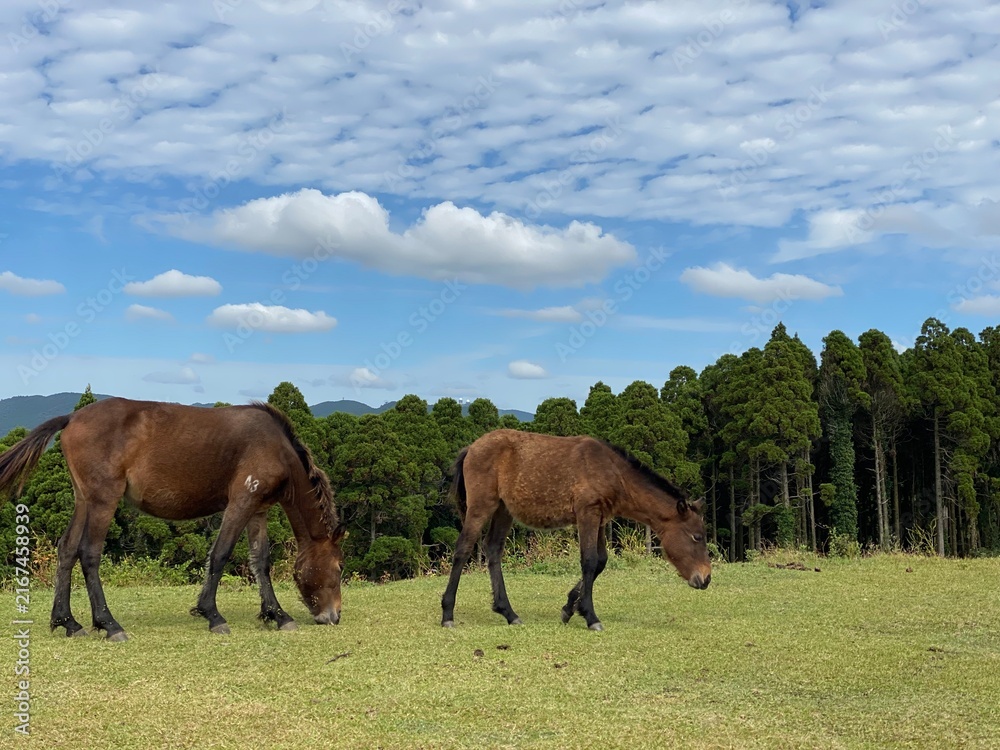 Obraz premium Two Wild Horses and Blue Sky at Cape Toi in Miyazaki, Japan