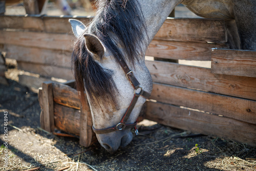 A grey horse eats grain from a wooden trough inside a wooden enclosure