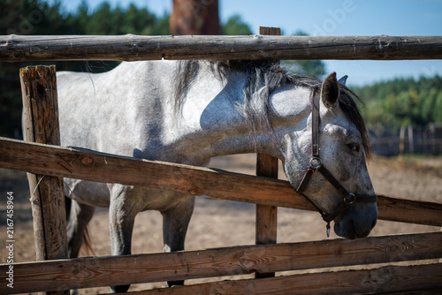 A grey horse looks towards the camera over a wooden fence inside a paddock