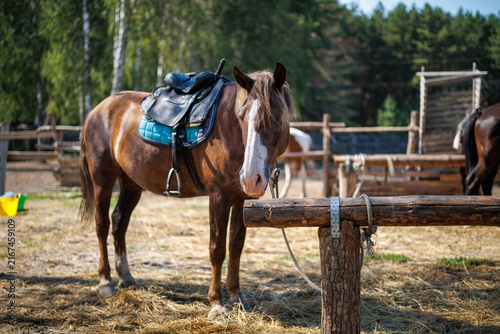 A saddled brown horse with a white face stripe standing in a paddock
