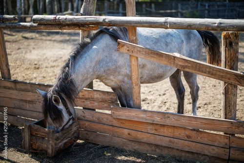 A grey horse bends its head through a wooden fence to reach a wooden feeding box
