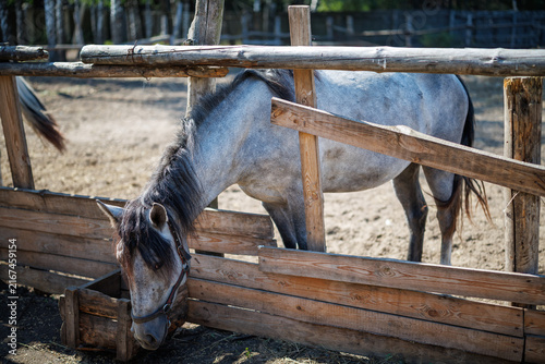 A dapple gray horse lowers its head near a wooden trough inside a pen