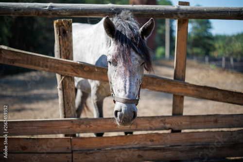 Close-up of a gray horse looking over a wooden fence in a paddock