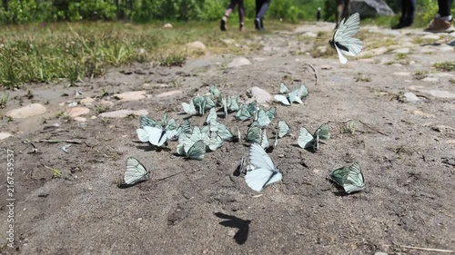 A swarm of pale blue and white butterflies puddling on a dirt hiking path near Shkhara glacier in Svaneti, Georgia, showcasing biodiversity and natural behavior in a mountain ecosystem