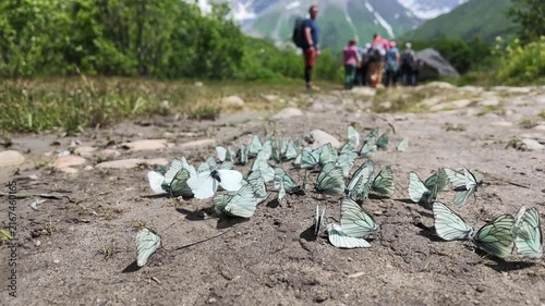 A flock of blue butterflies on a dirt mountain trail in Georgia, Svaneti, Shkhara glacier, outdoor eco tourism and nature exploration, hiking and travel adventure concept