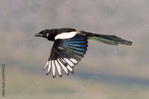 Eurasian Magpie