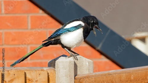 Eurasian Magpie