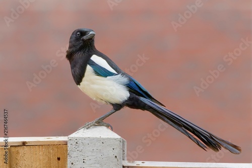 Eurasian Magpie