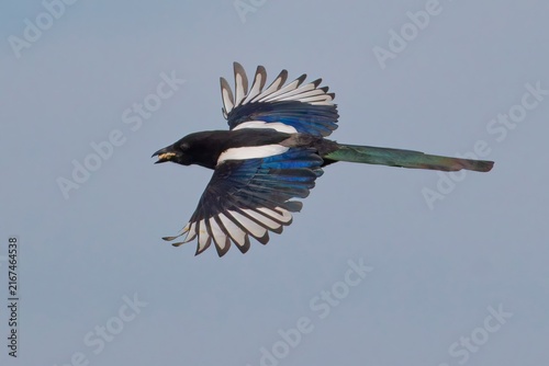 Eurasian Magpie