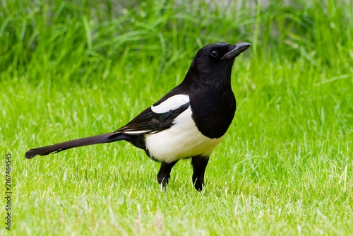 Eurasian Magpie