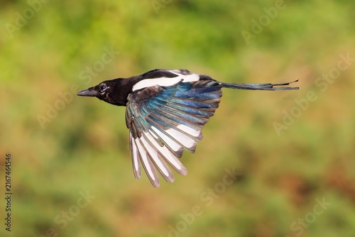 Eurasian Magpie