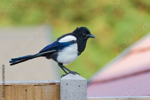 Eurasian Magpie
