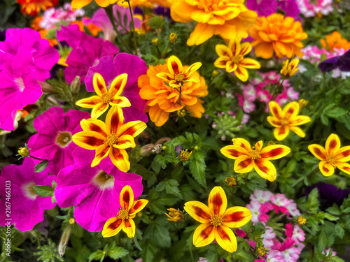 Garden flowers: bidens,marigold and petunias