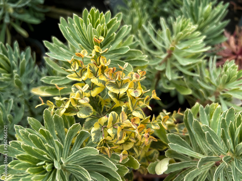 Euphorbia Silver Edge flowers