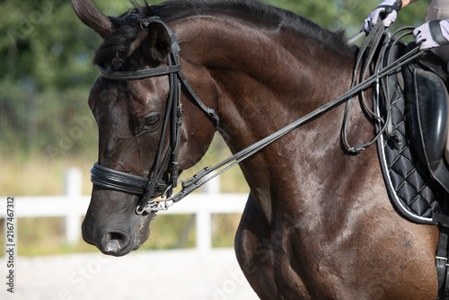 Cuadro en lienzo portrait of black beautiful dressage horse with rider working at manege at sunny day
