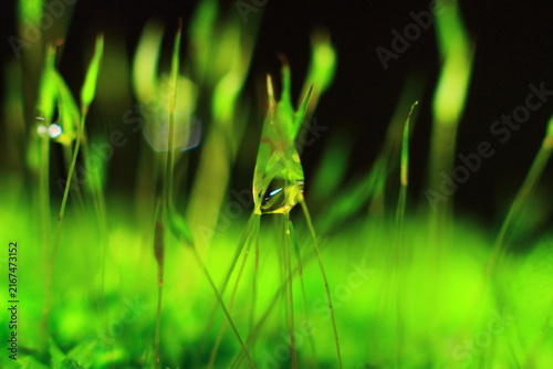 Moss Lichen Algae Seaweed Aquatic Weed Grass Extreme Close-up Macro Photography Nature Background