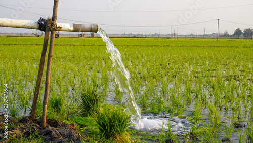 Obraz na płótnie Water flows from a PVC pipe, pumping groundwater to irrigate a vibrant green rice paddy field, showing agricultural technology in a rural Southeast Asian farm landscape with a focus on splash