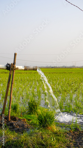 Quadro su tela Water flows from a PVC pipe, pumping groundwater to irrigate a vibrant green rice paddy field, showing agricultural technology in a rural Southeast Asian farm landscape with a focus on splash