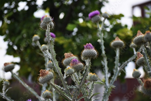 Obraz na płótnie Onopordum acanthium or cotton thistle flowers, grow in the garden
