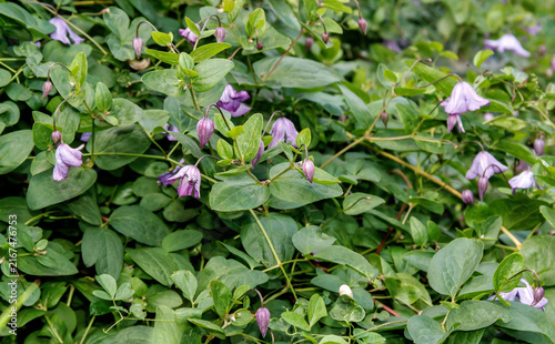 Delicate purple clematis