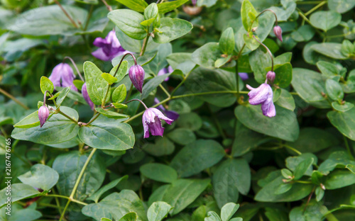 Delicate purple clematis