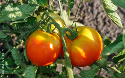 Red and Yellow Tomatoes