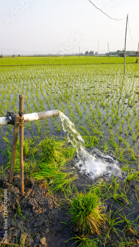 Water flows from a PVC pipe, pumping groundwater to irrigate a vibrant green rice paddy field, showing agricultural technology in a rural Southeast Asian farm landscape with a focus on splash.