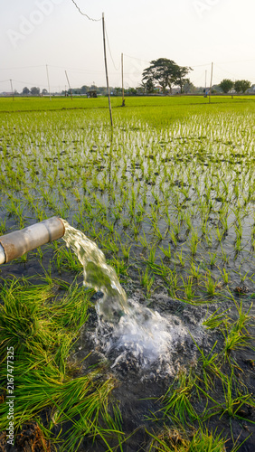 Water flows from a PVC pipe, pumping groundwater to irrigate a vibrant green rice paddy field, showing agricultural technology in a rural Southeast Asian farm landscape with a focus on splash.