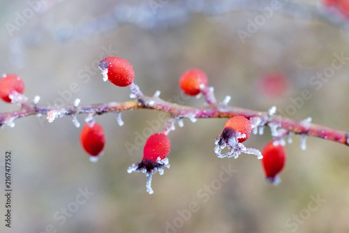 Canvastavla Close up of red barberry berries covered with frost on branch in winter