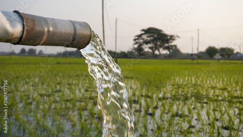 Water flows from a PVC pipe, pumping groundwater to irrigate a vibrant green rice paddy field, showing agricultural technology in a rural Southeast Asian farm landscape with a focus on splash.
