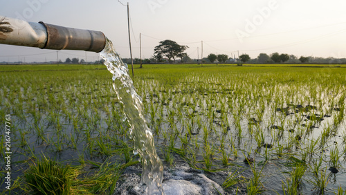 Water flows from a PVC pipe, pumping groundwater to irrigate a vibrant green rice paddy field, showing agricultural technology in a rural Southeast Asian farm landscape with a focus on splash.