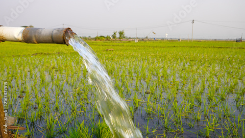 Water flows from a PVC pipe, pumping groundwater to irrigate a vibrant green rice paddy field, showing agricultural technology in a rural Southeast Asian farm landscape with a focus on splash.